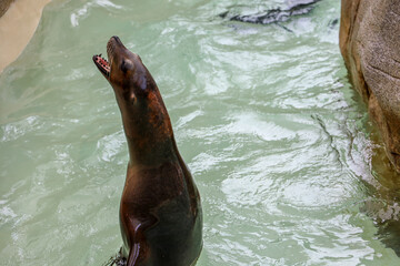 Naklejka premium Sea lion in the water (otariidae).