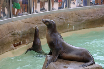 Sea lion on top of a rock a a sea lion pool