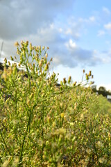 flowers in the field