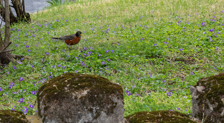 American robin looking for food. Newport, Kentucky.