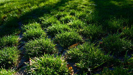 Natural stone path covered with grass