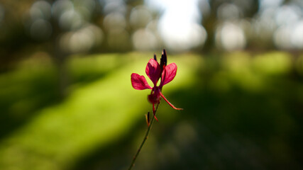 Obraz premium The last wild flower to bloom in autumn. Focus on the front.