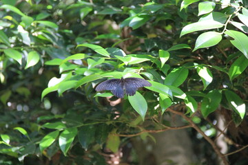 葉にとまって休むアゲハチョウ