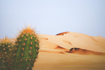 Desert in the background with cactus in the foreground