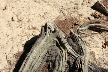 草一本生えていない地面に露出している古い木の根