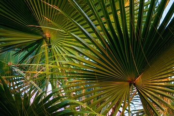Palm leaves close up