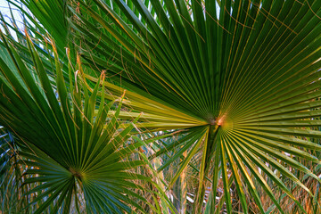 Fototapeta na wymiar Palm leaves close up