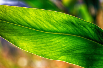 Abstract image of green leaves.