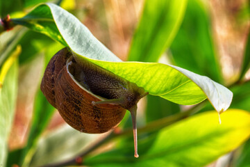 A large snail is crawling along a green leaf.