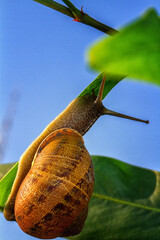 A large snail is crawling along a green leaf.