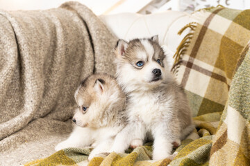 very small husky puppies. they sit on a light green textured blanket. on the big chair. copyspace