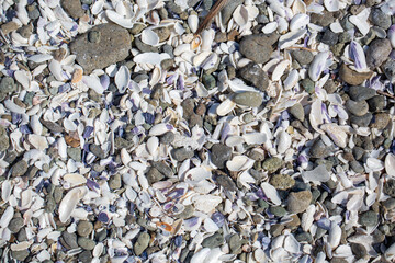 shells texture background, mussels, beach	