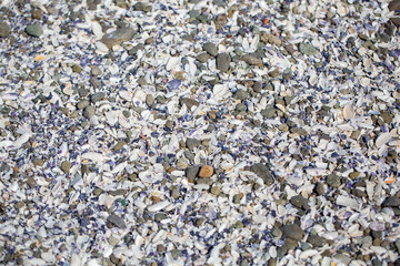 shells texture background, mussels, beach	