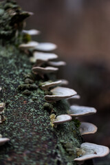 White mushrooms on green lichen wood
