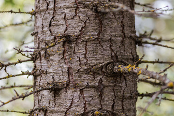 The old pine tree body in forest.