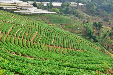 Fototapeta na wymiar Organic Strawberry field at Doi Ang Khang, ChiangMai Thailand 