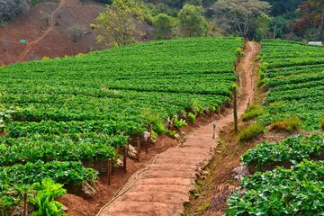 Fototapeta na wymiar The farmer trail to go to Strawberry field at Doi Ang Khang, Chiang Mai, Thailand