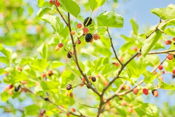 Purple red mulberries on a tree branch, blue sky background
