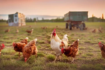Tuinposter happy free range organic chicken in the meadow © Jacqueline Anders