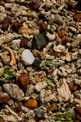 Colorful pebbles on a beach in Sri Lanka