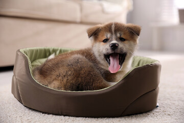 Adorable Akita Inu puppy in dog bed indoors