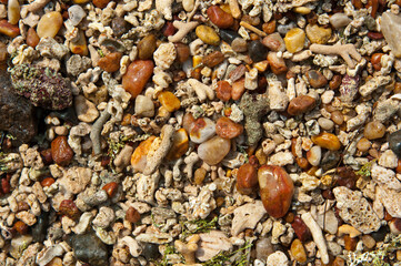 Colorful pebbles on a beach in Sri Lanka