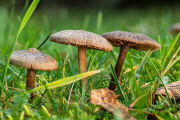 Small brown slimy lamellar mushrooms on the lawn