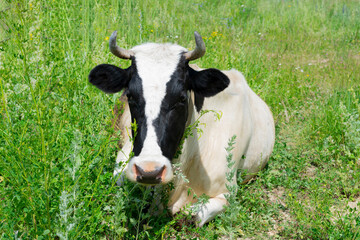 Black and white colored cow is lying on green grass and chewing. Cattle in farmland at summertime
