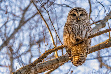 Barred Owl in the Trees During Winter in Oregon