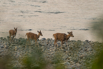 Spotted deer or Chital or axis axis herd on small stones and rocks crossing ramganga river at...