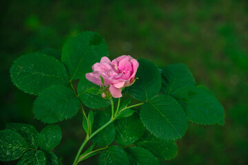 Pink rose with green leaves