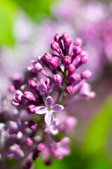 Fototapeta na wymiar Vertical botanical photo of blooming lilac flowers and buds with waterdrops on petals