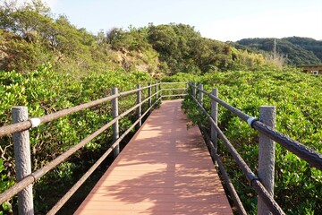 Fototapeta na wymiar Lush green mangroves trail in tropical coastal swamp in Tanegashima island, Kagoshima, Japan - 鹿児島 種子島 マングローブパーク