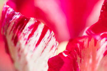 Red tulip with lots of streaks extremely close up.Floral background