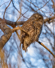 Barred Owl in the Trees During Winter in Oregon