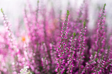 Naklejka premium Pastel toned blooming bright pink erica flowers with bokeh effect. Blossoming flowers heather bush