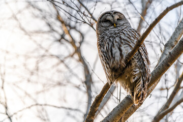 Barred Owl in the Trees During Winter in Oregon
