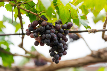 Close-up of a bunch of grapes in the garden that looks delicious.