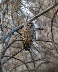 Barred Owl in the Trees During Winter in Oregon