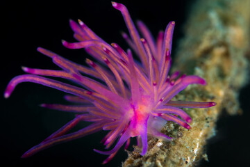 Naklejka na ściany i meble Pink and Purple Nudibranch seaslug on coral reef