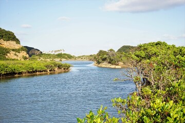 Fototapeta na wymiar Lush green mangroves with river in tropical coastal swamp in Tanegashima island, Kagoshima, Japan - 鹿児島 種子島 マングローブパーク