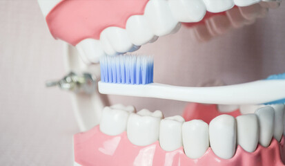 Fototapeta na wymiar Blue toothbrush brushing upper molar teeth on teeth model.Dental care demonstration.