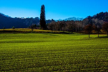 Vicenza sown fields grow one