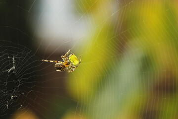 Close up of a false widow spinning an intricate web
