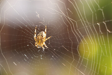 Close up of a false widow spinning an intricate web