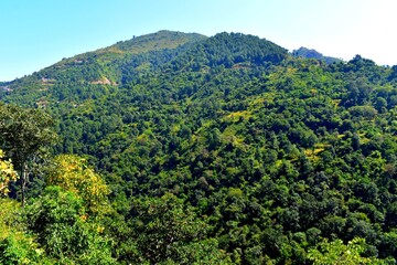 Fototapeta na wymiar Beautiful landscape with trees in mountains in Himachal Pradesh India