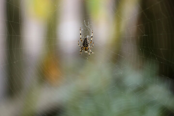 Close up of a false widow spinning an intricate web