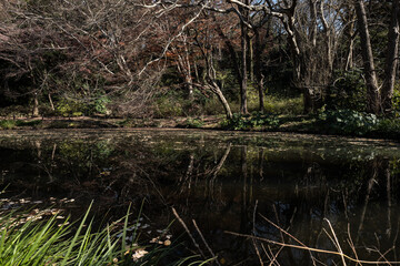 冬枯れの木立と池