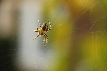 Close up of a false widow spinning an intricate web