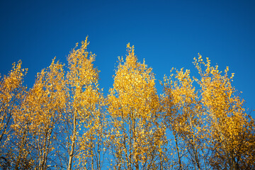 Fototapeta na wymiar Autumn trees with yellow leafs on the blue sky background